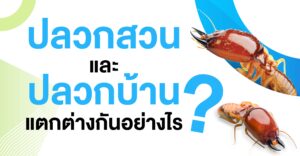 ปลวกสวนและปลวกบ้าน
