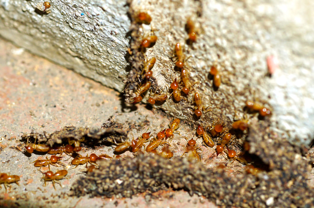termite